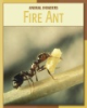 Fire_ant
