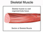 Skeletal_Muscle