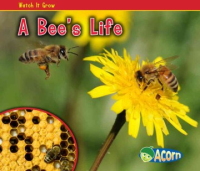 A_bee_s_life