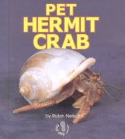 Pet_hermit_crab
