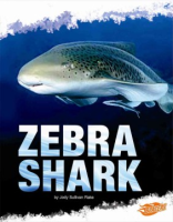 Zebra_shark