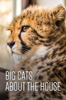 Big_Cats_About_The_House