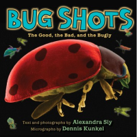 Bug_shots