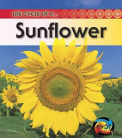 Life_cycle_of_a--_sunflower