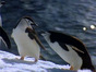 Antarctic_Wildlife_Adventure