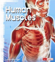 Human_muscles