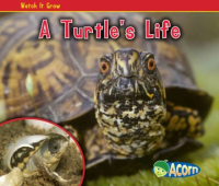 A_turtle_s_life