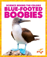 Blue-footed_boobies