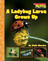 A_ladybug_larva_grows_up