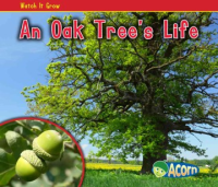An_oak_tree_s_life